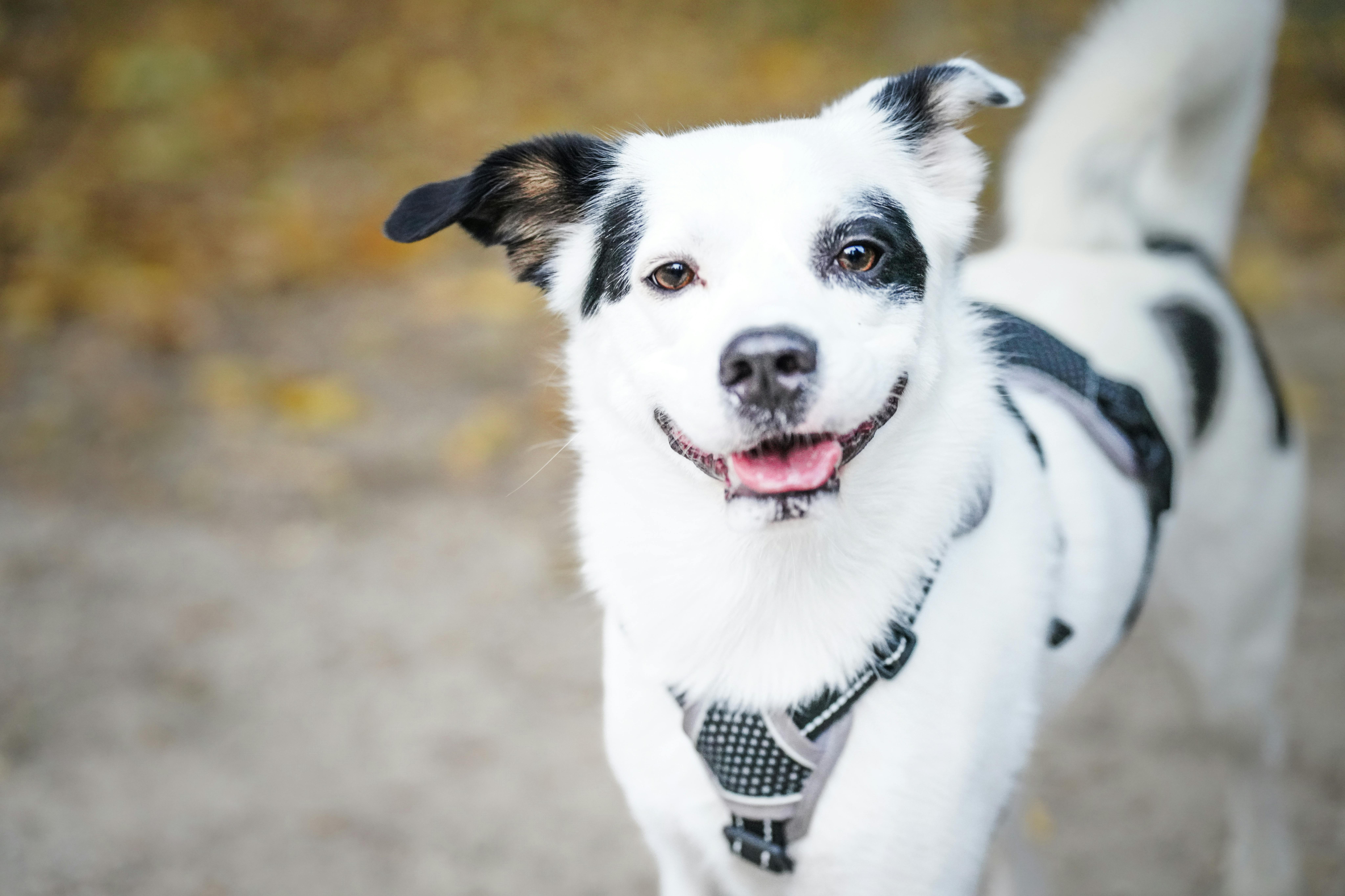 dog, harness