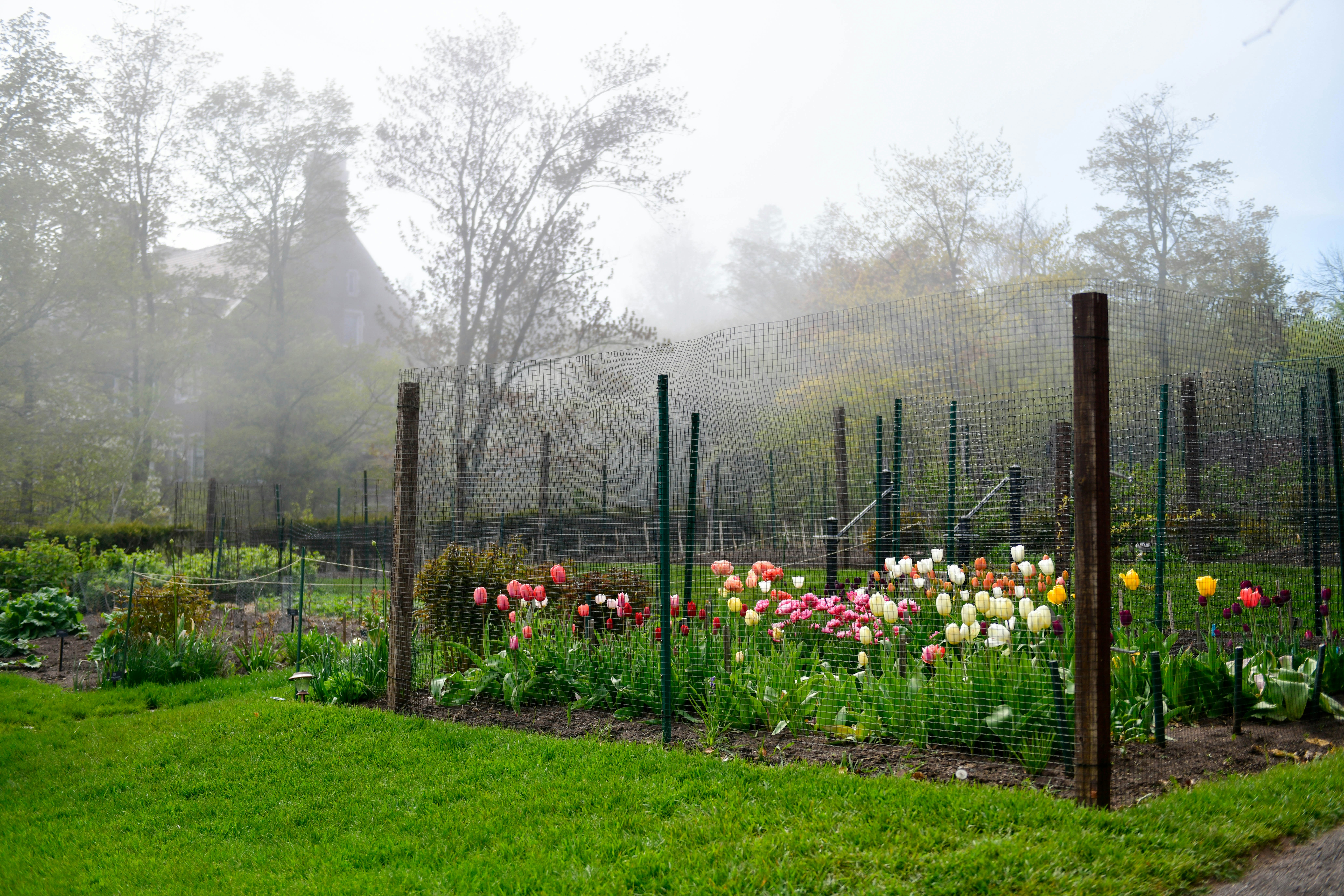 garden, mesh, wire fence, tulips