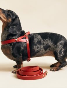 dog, harness, red
