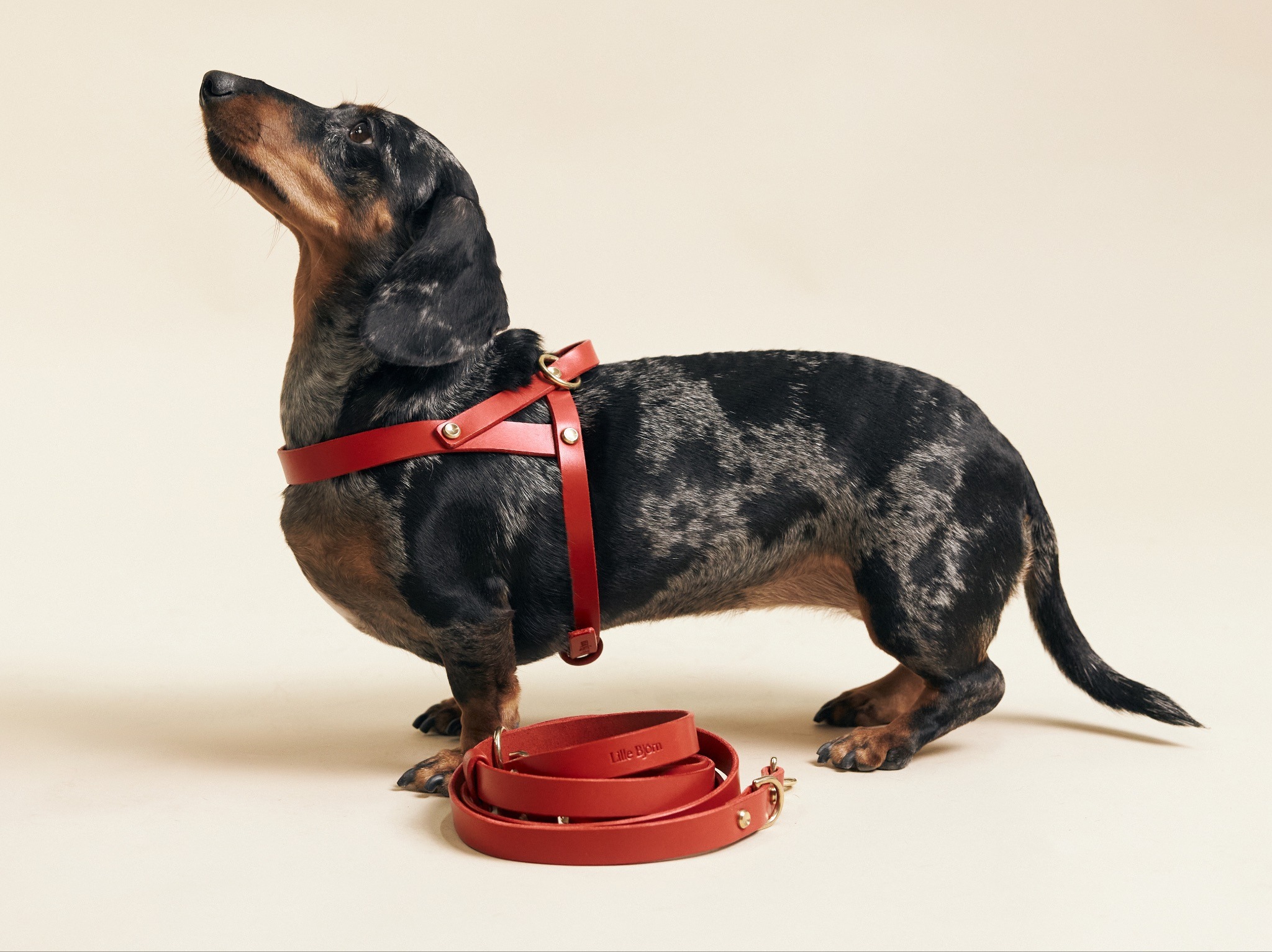 dog, harness, red