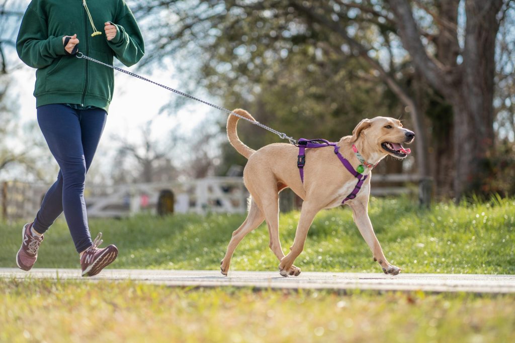 walk, dog, harness