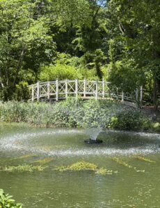 the beautiful koi pond and arched bridge at Sayen Gardens in Hamilton, NJ