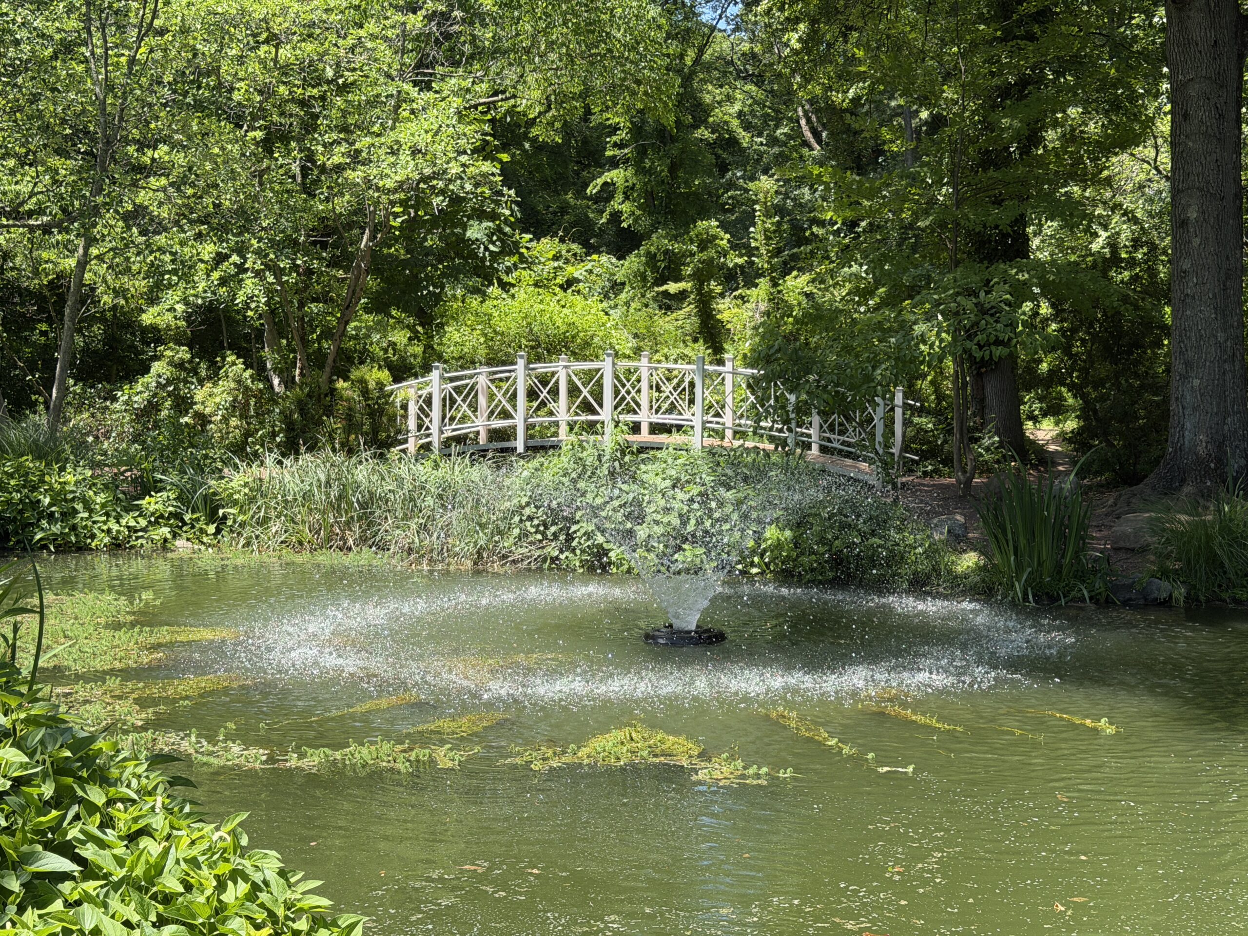 the beautiful koi pond and arched bridge at Sayen Gardens in Hamilton, NJ
