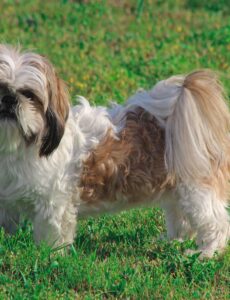 Shih Tzu dog