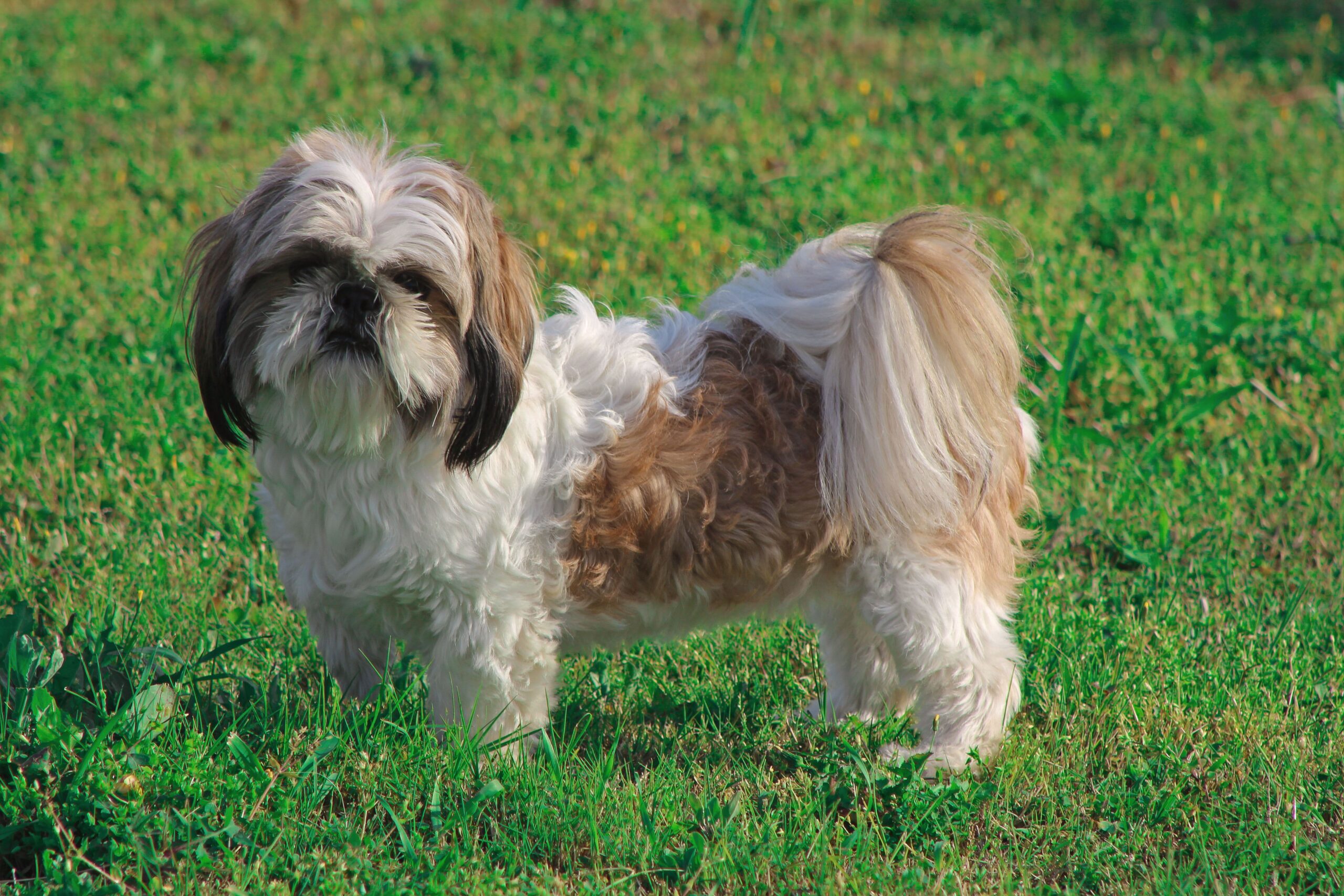 Shih Tzu dog