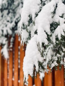 snow, evergreen, branches, fence