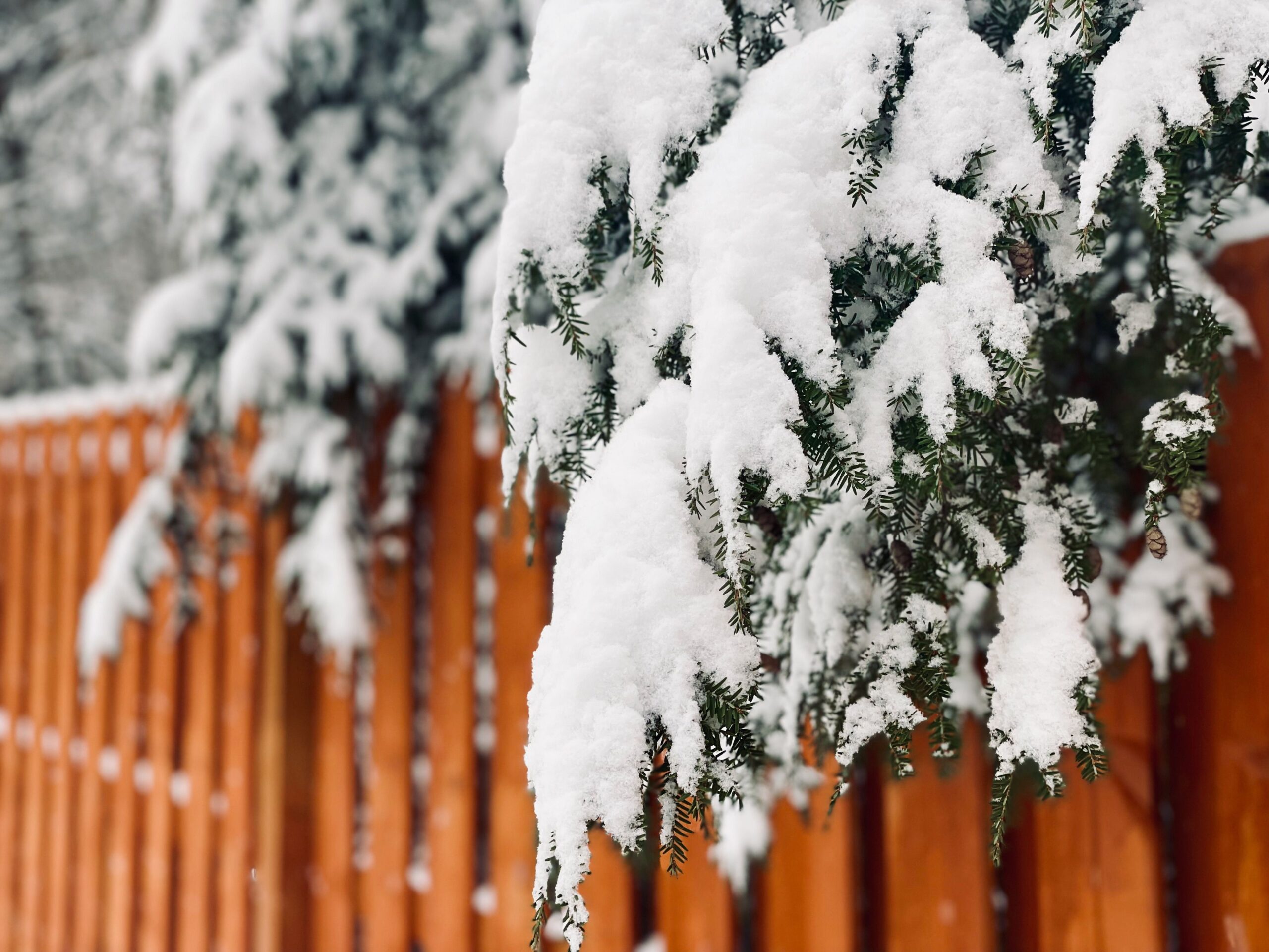 snow, evergreen, branches, fence