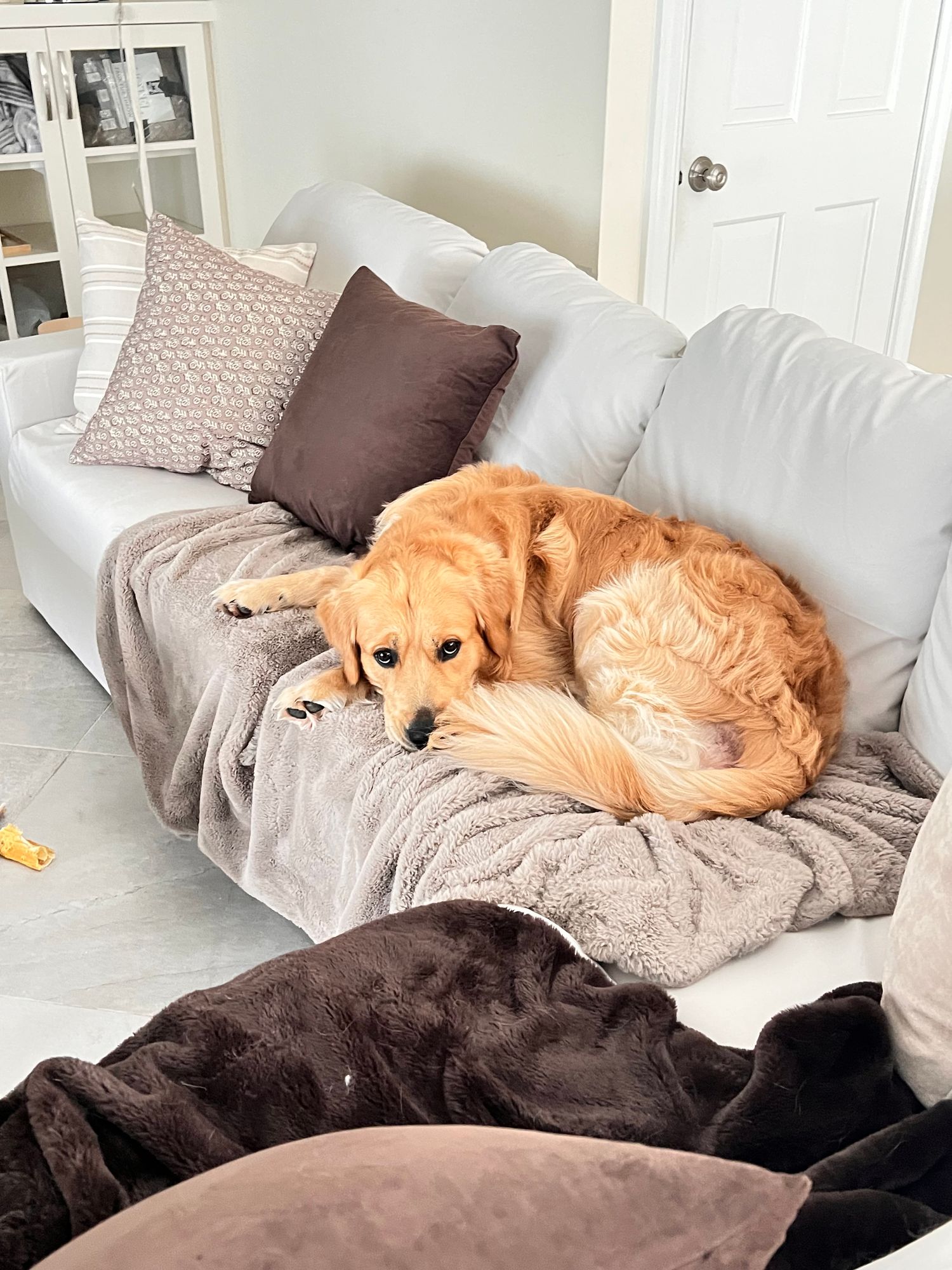 Golden Retriever curled on a couch.
