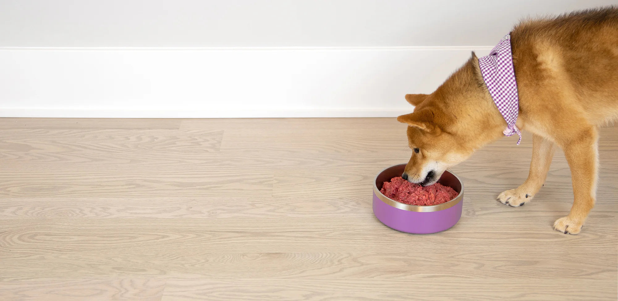 Dog eating raw meat from bowl