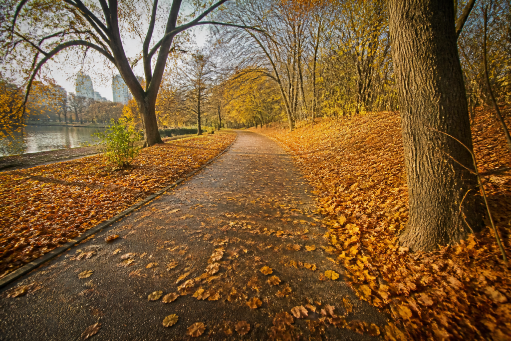 a wooden path covered in leaves by a lake in fall