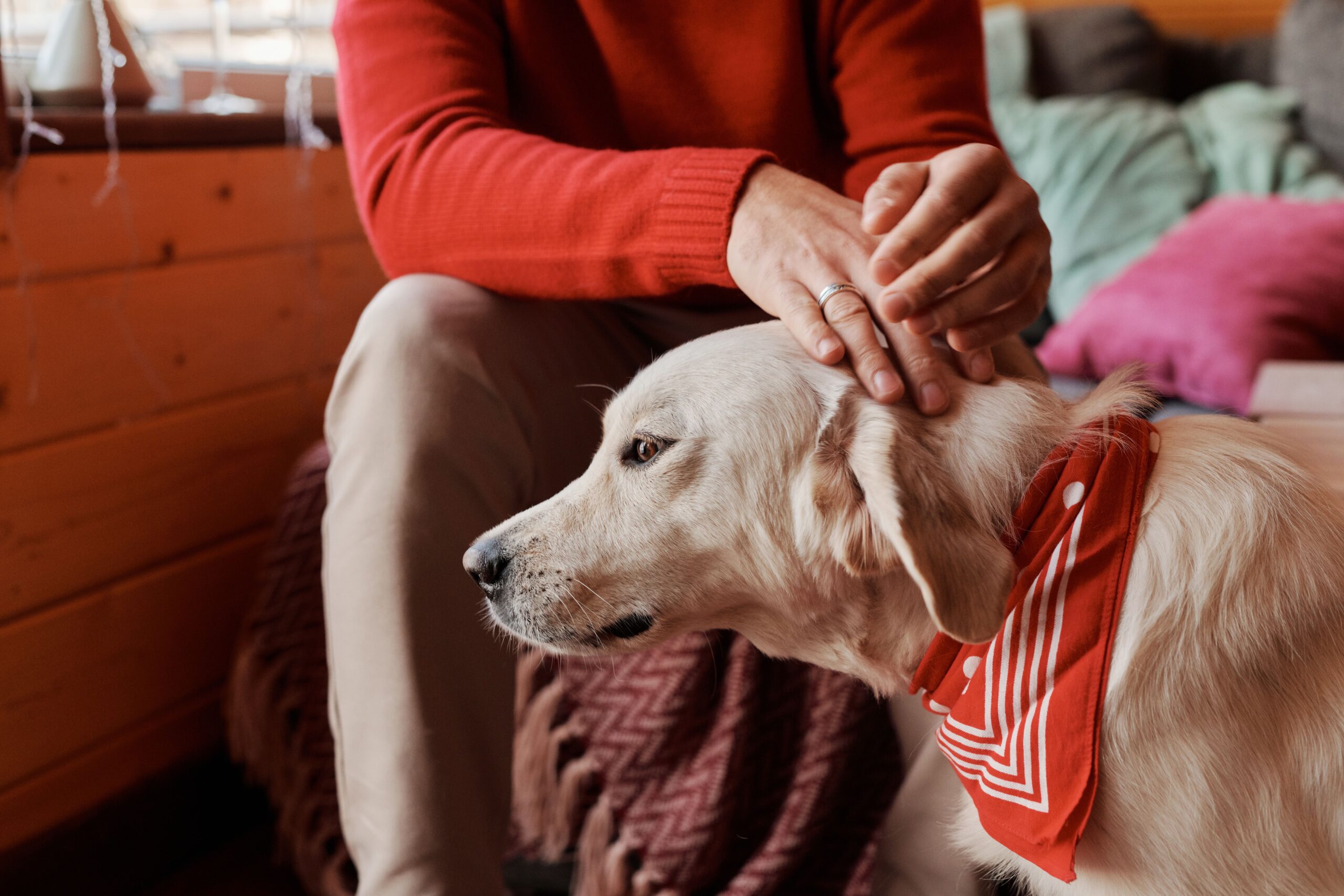A person petting a dog wearing a red bandana inside a room.