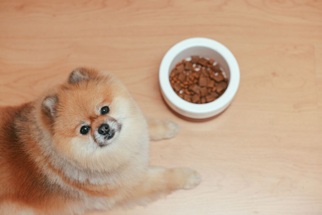 A small dog with a bowl of dog food